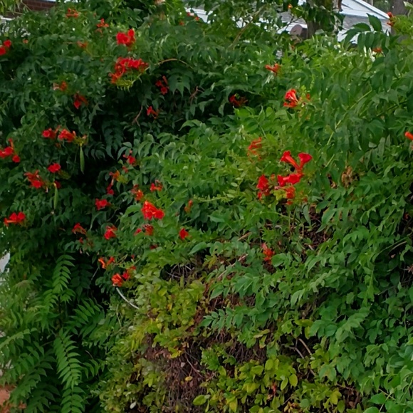 Profile Picture of Tera Reynolds (@tera6882) on Poshmark