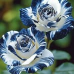 Profile Picture of Beverly Haugen (@Beverly-Haugen) on Facebook