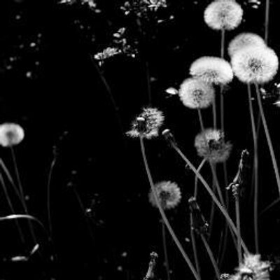 Profile Picture of Bert O Phillips (@existentialbert) on Twitter