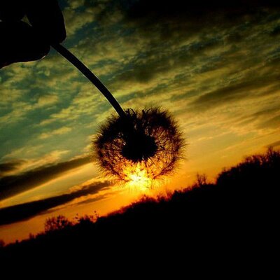 Profile Picture of Tracie Clynch (@McNeil_Tracie) on Twitter