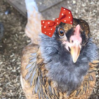 Profile Picture of Michelle McAlear (@michelle.mcalear.3) on Facebook