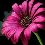 Profile Picture of Penny McIntyre (@penny.mcintyre.52) on Instagram