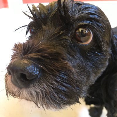 Profile Picture of Carolyn Morris (@carolyn16665321) on Twitter
