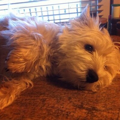 Profile Picture of Birgitta Andersson (@bhirgitta) on Twitter