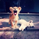 Profile Picture of Benjamin (@stich07) on Instagram