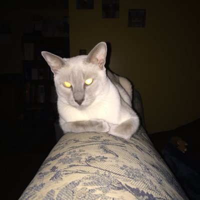 Profile Picture of Bob Konrad (@bobk7190) on Twitter