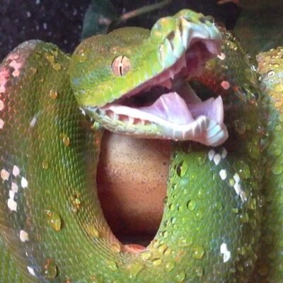 Profile Picture of Joe Germann (@JoeSnwbdr) on Twitter