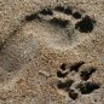 Profile Picture of Jennifer Haase Perry (@SAHPetSitting) on Twitter
