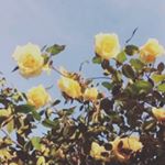 Profile Picture of AiméePaulissen (@aimee_paulissen) on Instagram