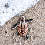 Profile Picture of 9982360195 (@alan03sagerit) on Instagram