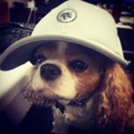 Profile Picture of Micah Abrams (@micahliorabrams) on Instagram