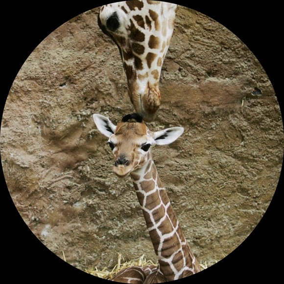 Profile Picture of Tamara Krause (@northern83) on Poshmark