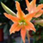 Profile Picture of Stephen Chen (@rainlily.grden) on Flickr