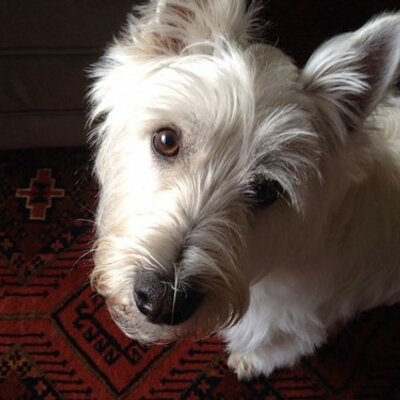 Profile Picture of Brad Friesen (@FriesenBrad) on Twitter