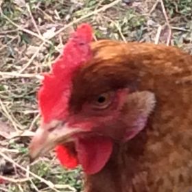 Profile Picture of Denise Roberts (@ericanddenise) on Pinterest