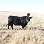 Profile Picture of Cori Meyer (@sandhill.photography) on Instagram