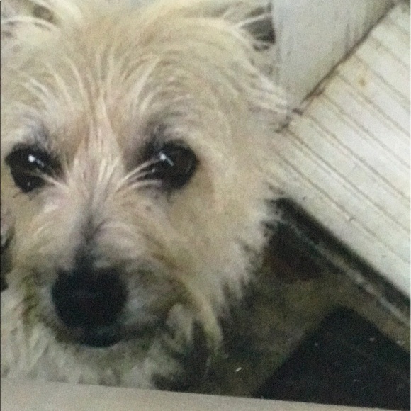 Profile Picture of Carolyn Varian (@32carolyn32) on Poshmark