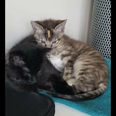 Profile Picture of Christine Howard (@Chris_how) on Twitter