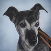 Profile Picture of Julie Pilcher (@@petportraitsbyjulie) on Tiktok