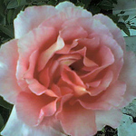 Profile Picture of Maria Dritsa (@manitaraki!!!) on Flickr