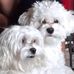 Profile Picture of M Phyllis WoodsSinclair (@mphyllis.woodssinclair) on Facebook