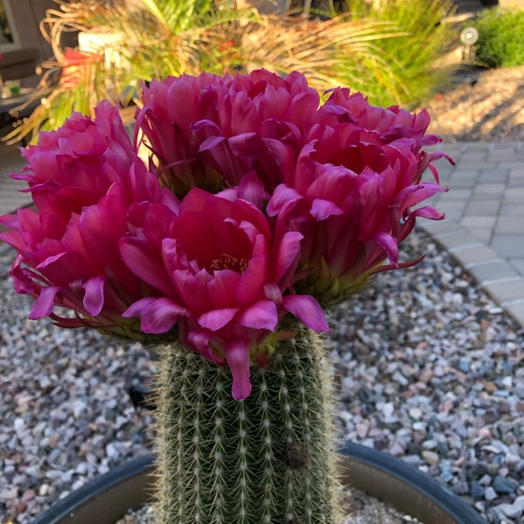 Profile Picture of Pat Ritchie (@loanlady3) on Poshmark