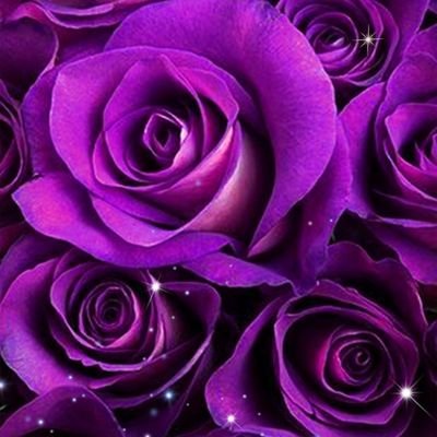 Profile Picture of Sadia Anwar (@Sadiaanwar007) on Twitter
