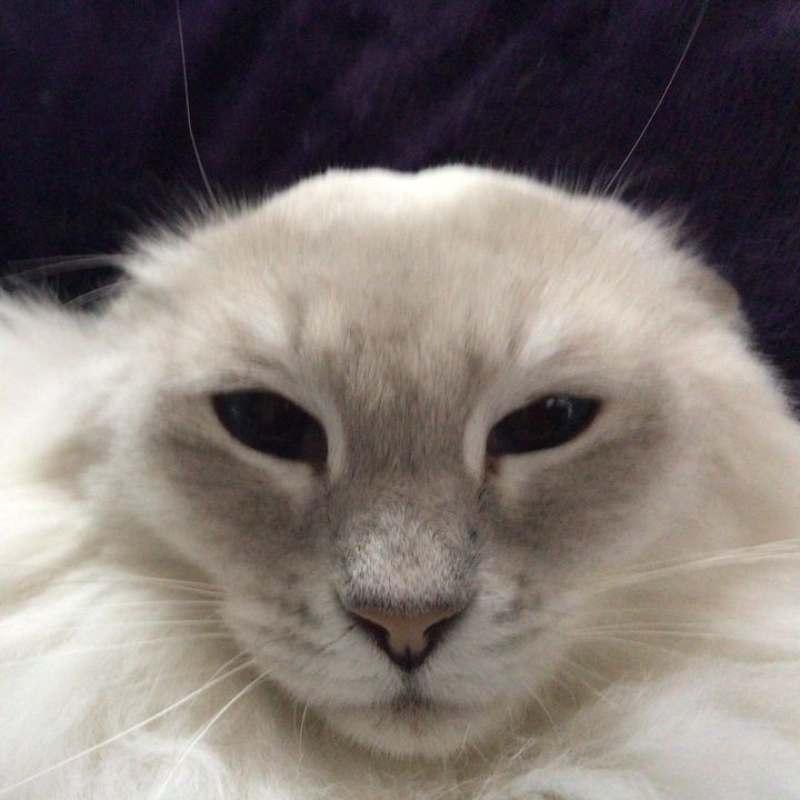 Ihavenoideas - Tiktok Profile Picture of Ihavenoideas (@josephfilipski) on Tiktok