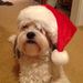 Profile Picture of Pat Curtis (@sweetpeaquilter) on Pinterest