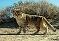 Profile Picture of Sand cat - Wikipediaon Wikipedia