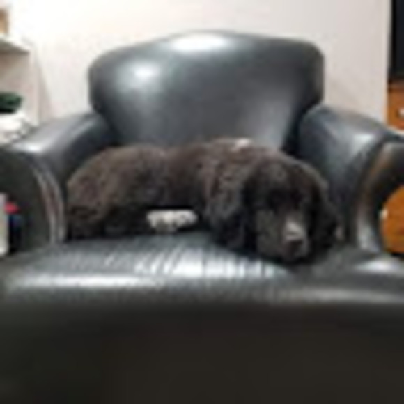 Profile Picture of Colin Maclennan (@colinmaclennan) on Poshmark