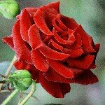 Profile Picture of Elda Sáenz (@elda_saenz) on Instagram