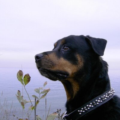 Profile Picture of Lisa Hing (@Hetsmom) on Twitter
