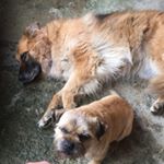 Profile Picture of Aaliyah Watson (@seah_and_tate_blue) on Instagram