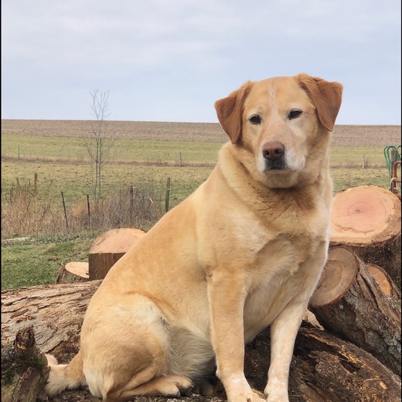 Profile Picture of Belinda Wintersteen (@lynn138) on Poshmark