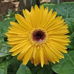 Profile Picture of Kemal Jamal (@fluffygoldenmarshmallow) on Instagram