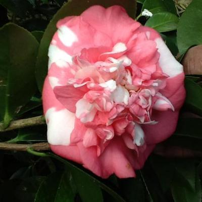Profile Picture of Veronica Gibbs (@veronicagibbs40) on Twitter