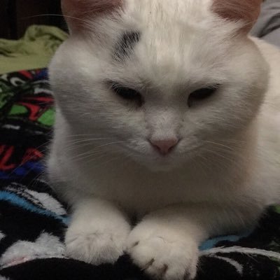 Profile Picture of MickeyPotatoMcBarry (@MickeyMcBarry) on Twitter
