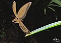 Profile Picture of Makarkiniaon Wikipedia