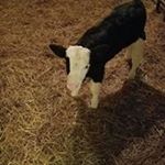 Profile Picture of Douglas Dowling (@douglas.dowling.79) on Instagram