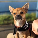 Profile Picture of Chase Charlie-Lewis (@chase_charlie_lewis) on Instagram