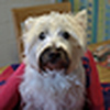 Profile Picture of Bob (@Bob*Tee) on Flickr