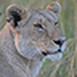 Profile Picture of Tjt's Photography (@tjt's photography) on Flickr