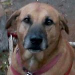 Profile Picture of Tim Mcintire (@mcintiret) on Instagram