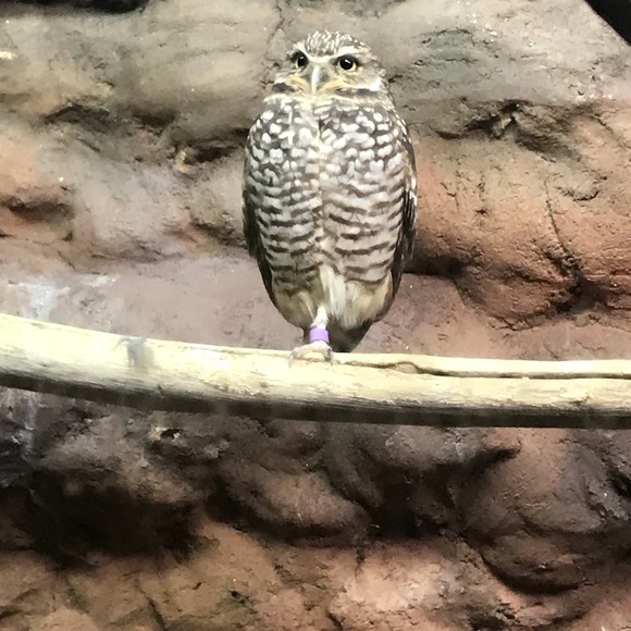 Profile Picture of Steve Kaplan (@kayf05) on Poshmark