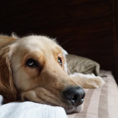 Profile Picture of Joseph Weiner (@jw_weiner) on Twitter