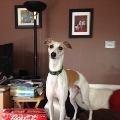 Profile Picture of David Nardone (@DPSfacilities) on Twitter
