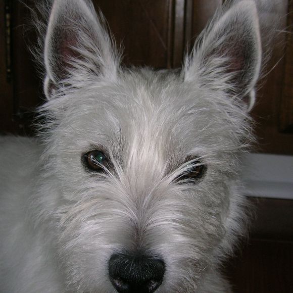 Coleen Wickham - Poshmark Profile Picture of Coleen Wickham (@wickcol) on Poshmark