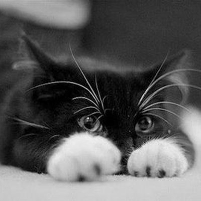 Profile Picture of Alejandro Oviedo (@Oviedoju) on Twitter