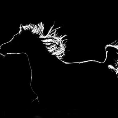 Profile Picture of Mohamed Abdo (@Horsephotowork) on Twitter